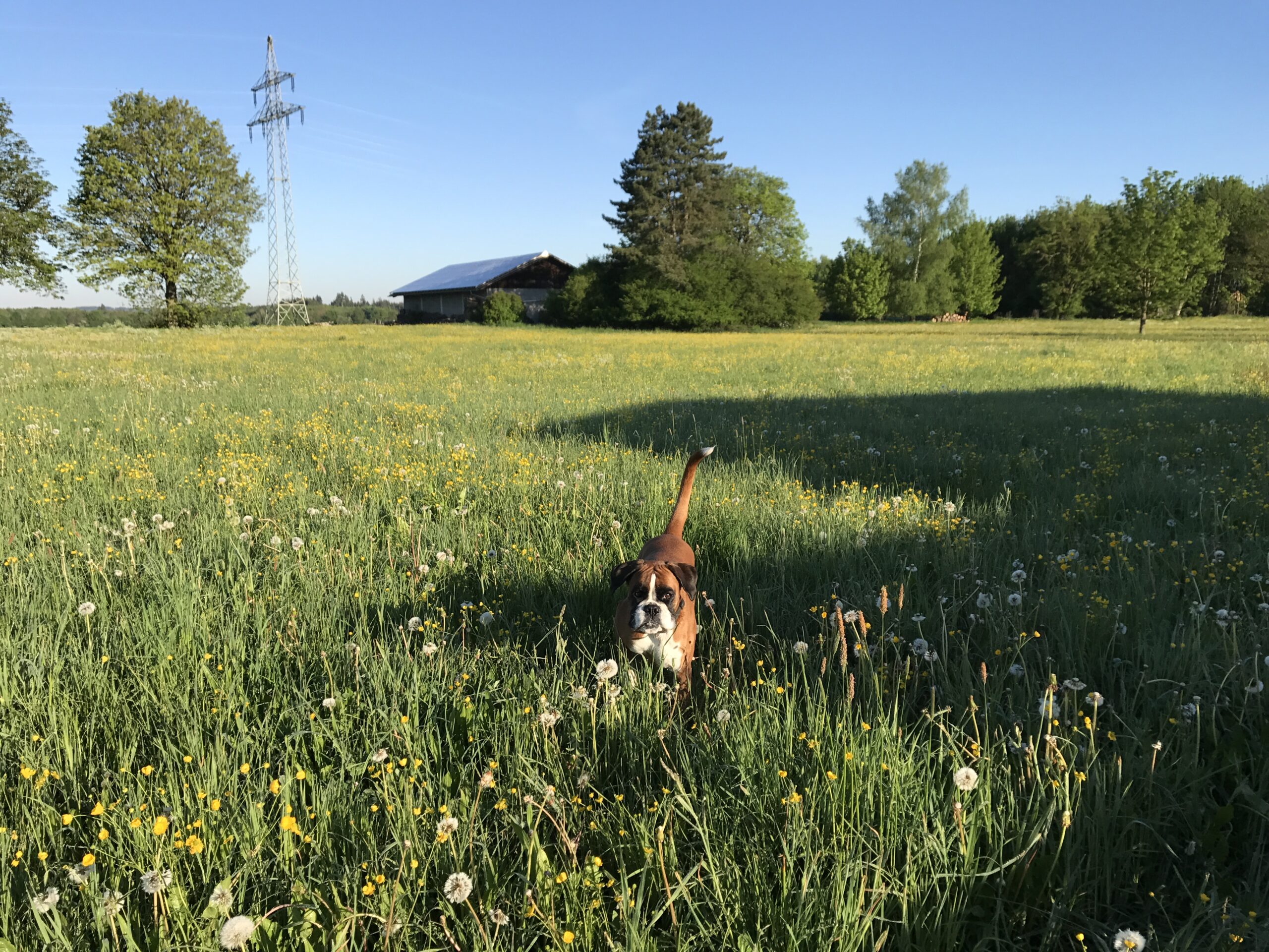Hund auf einer Wiese in der Umgebung des Ferienhauses