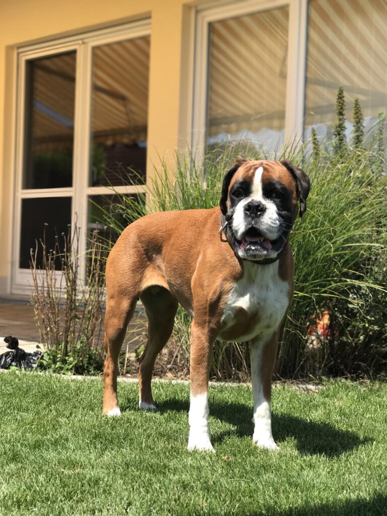 Boxer im Garten direkt am Ferienhaus Hirsch in Pink