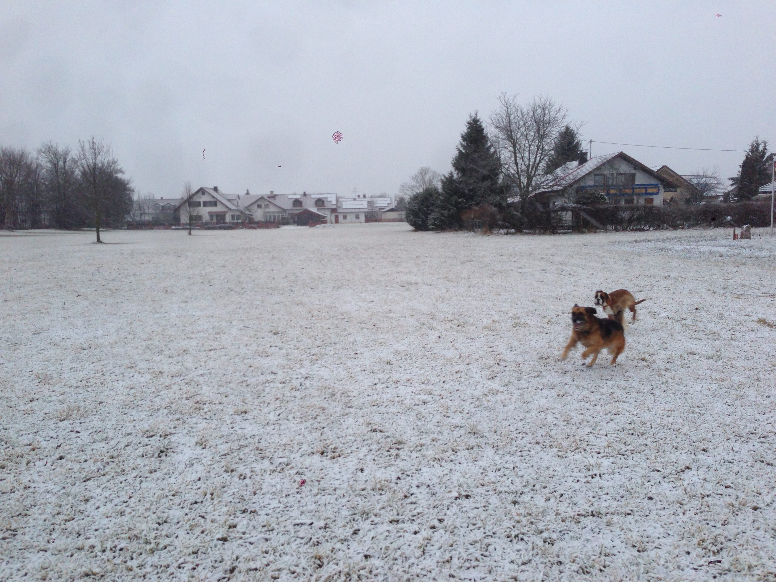 Hund auf verschneitem Feld nahe dem Ferienhaus