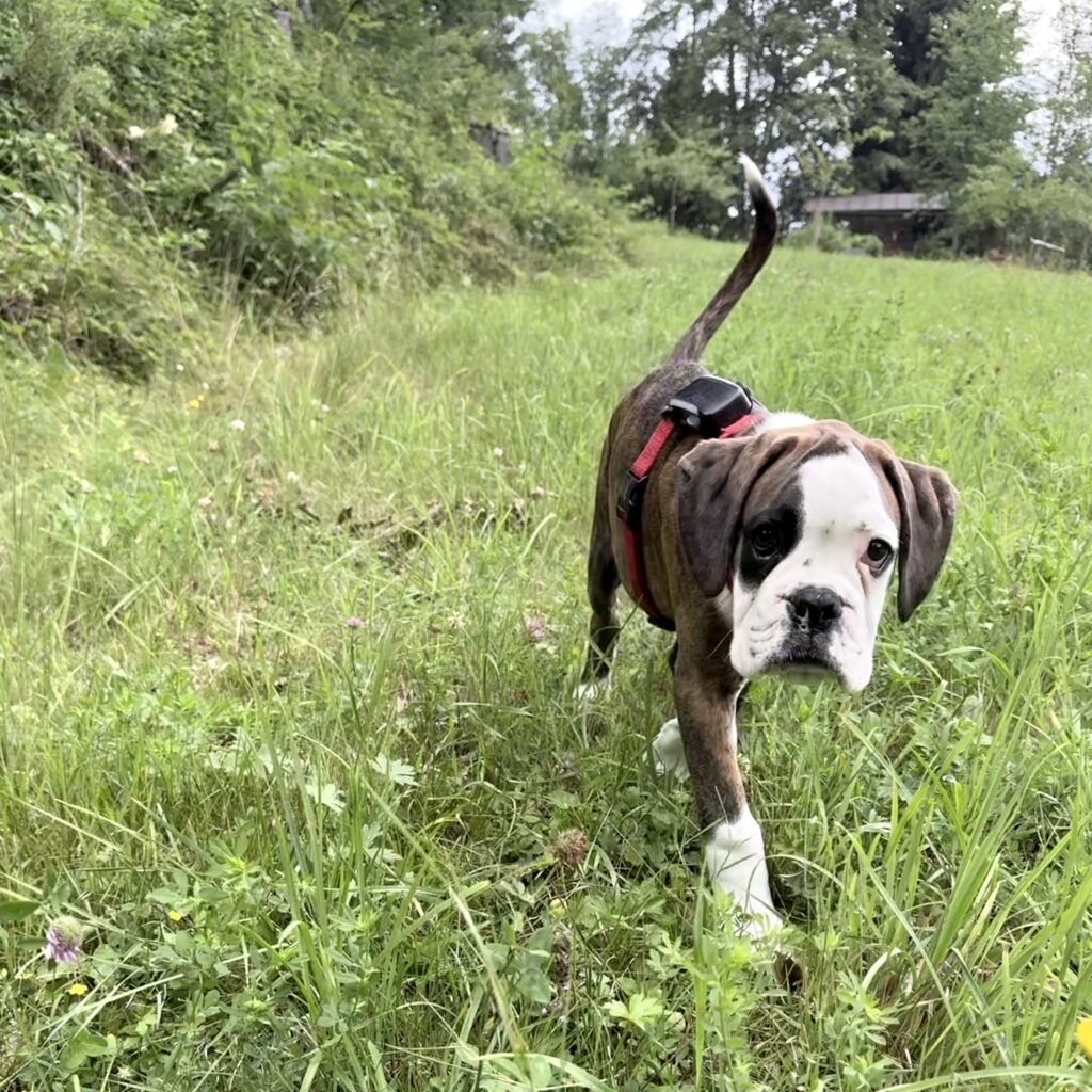 Junger Boxer auf einem Spazierweg im Grünen nahe dem Ferienhaus