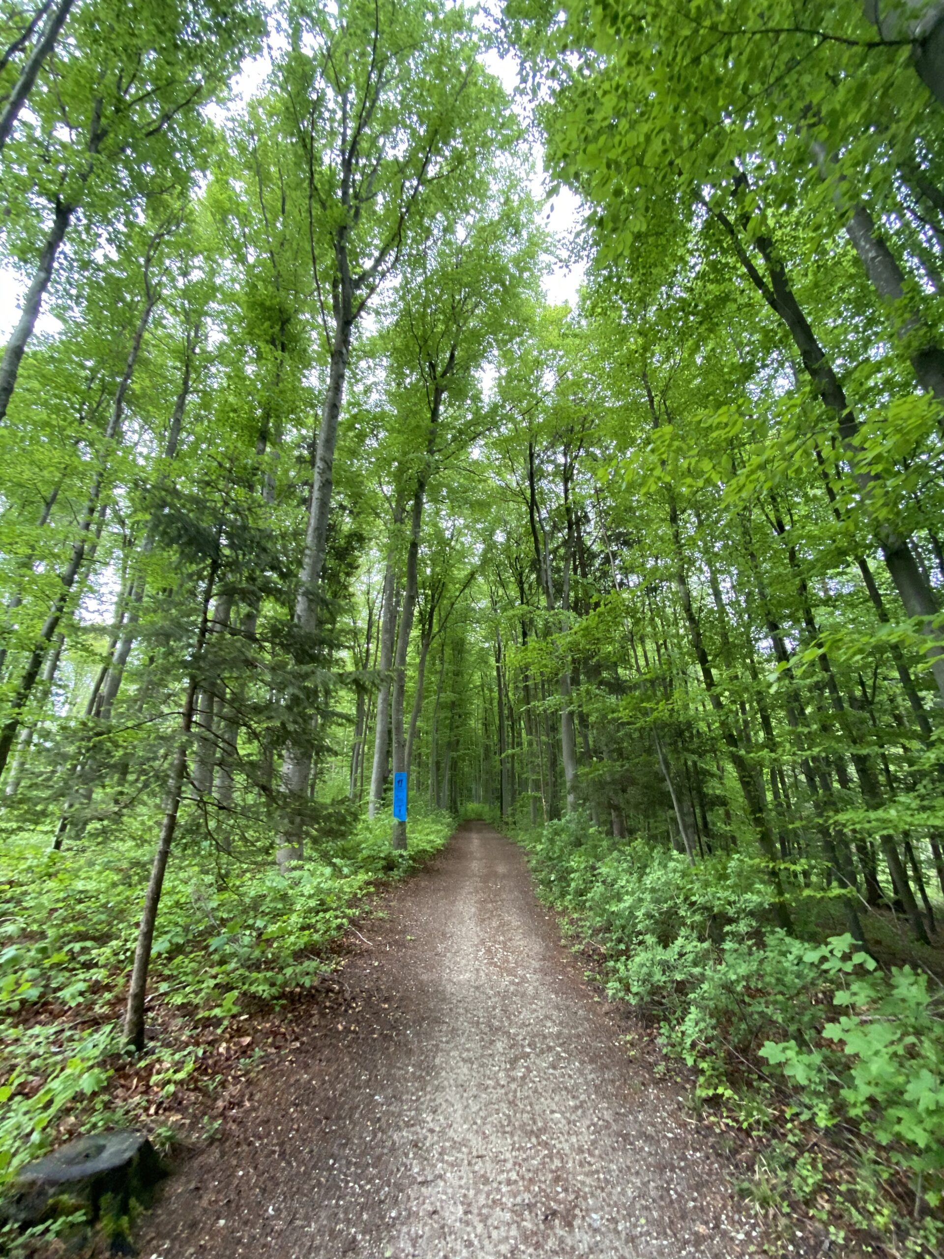 Waldweg für Spaziergänge mit Hund