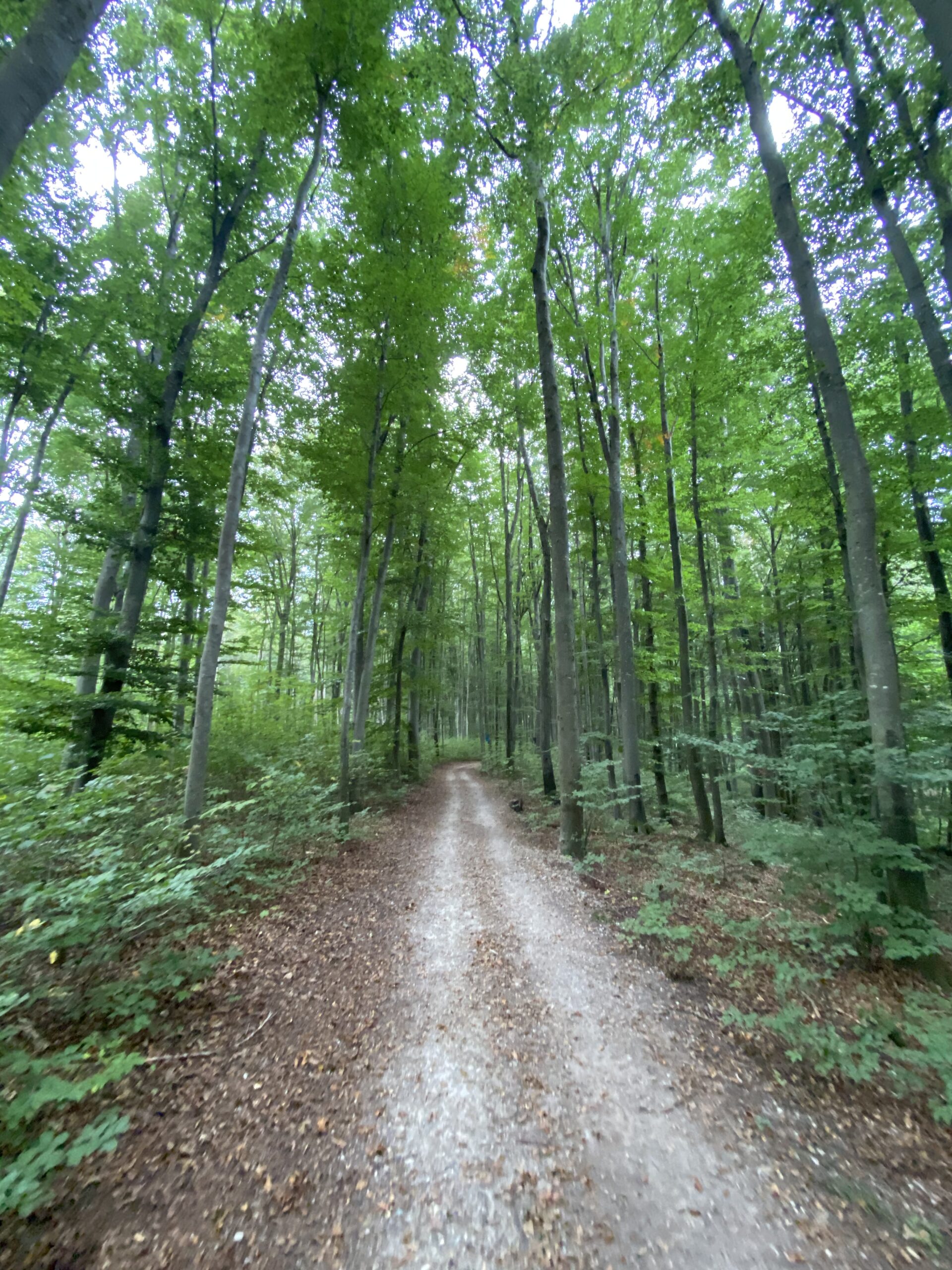 Breiter Waldweg in der Umgebung