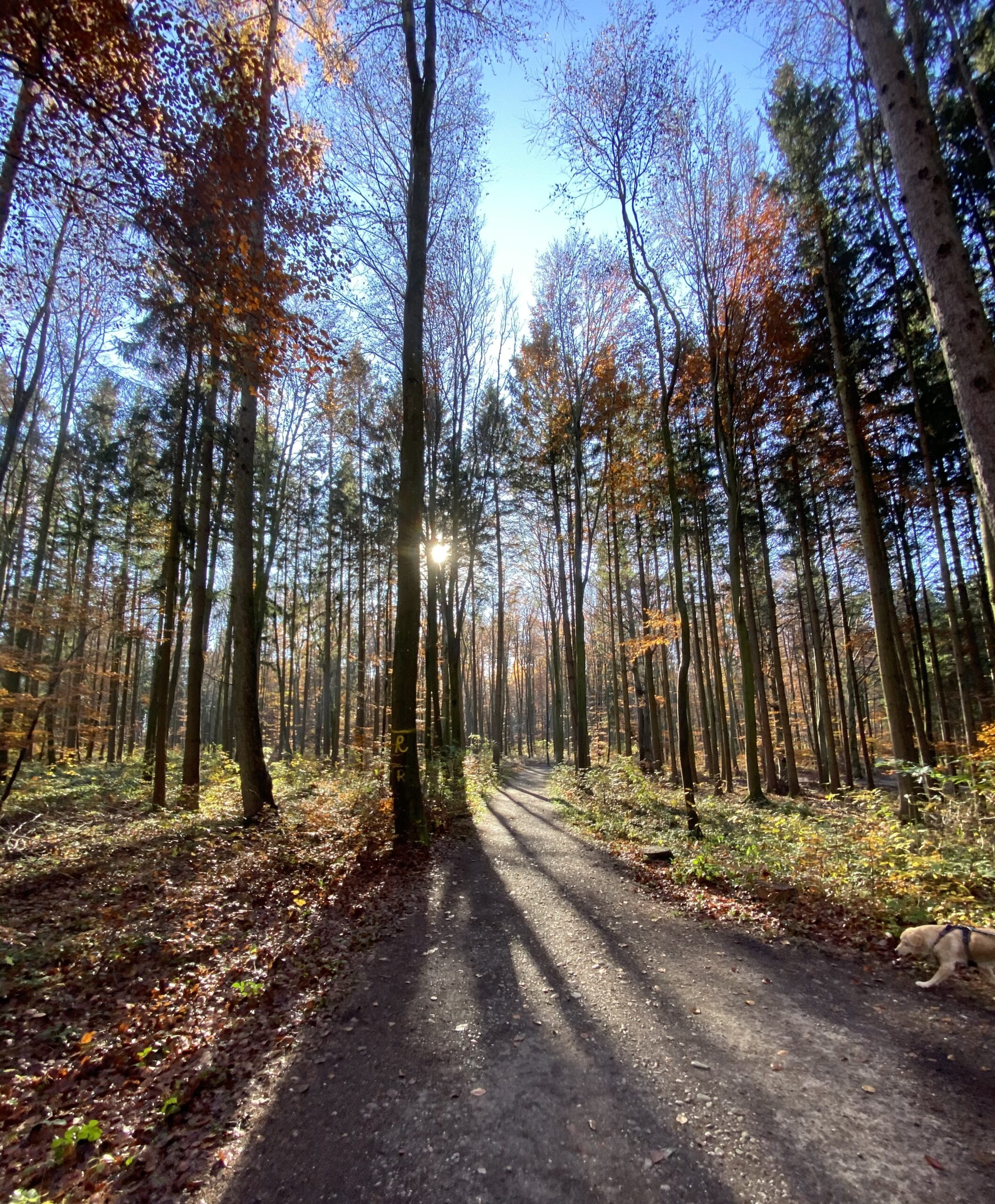 Waldweg im Herbstlicht