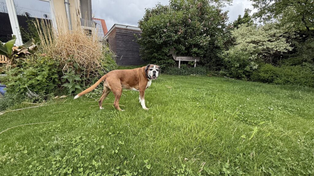Boxer im großen Garten des Ferienhauses Hirsch in Pink