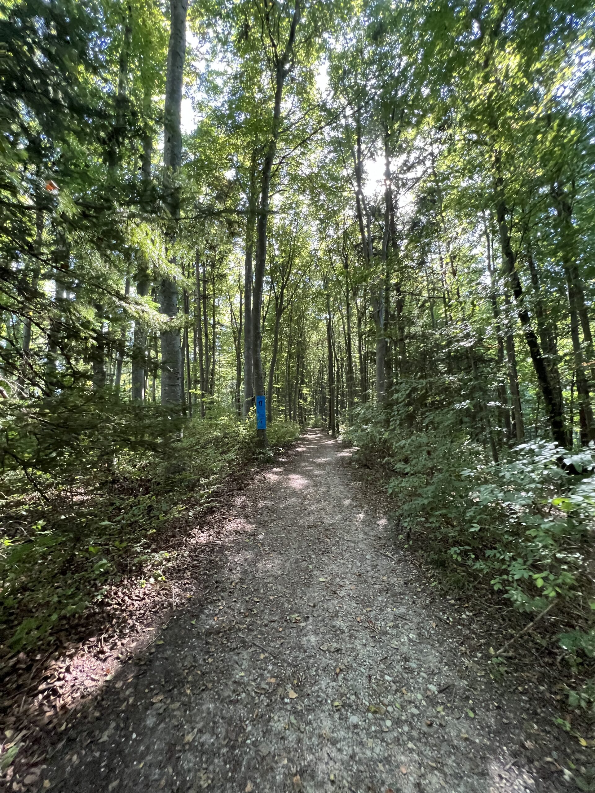 Naturweg durch den Wald