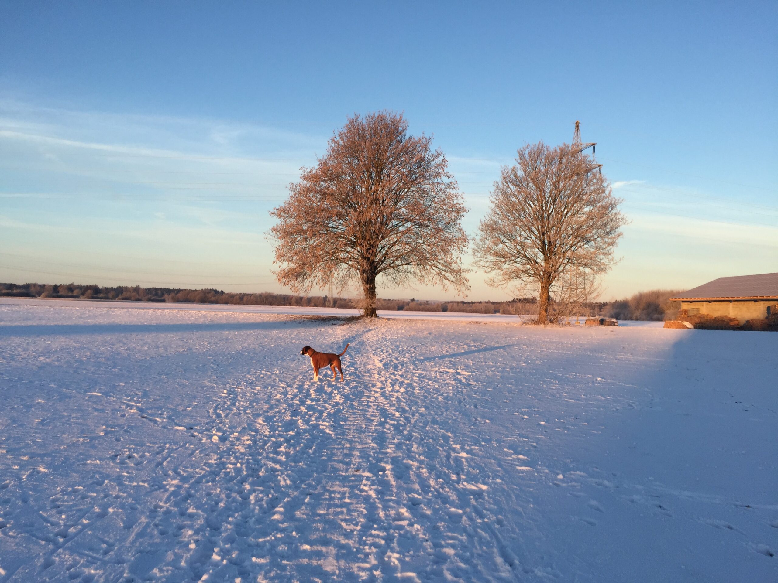 Winterlandschaft mit Baum